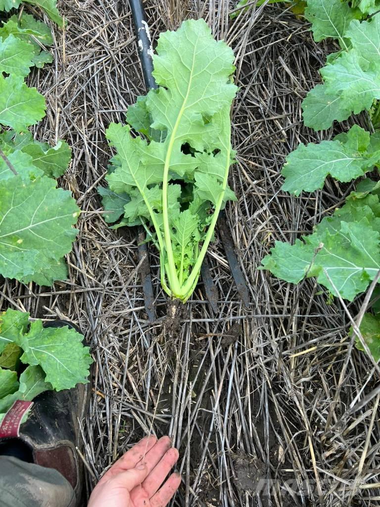 Horsch Focus 6 TD Perforatoare