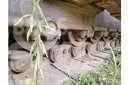 CAT D9H Buldozere pe senile