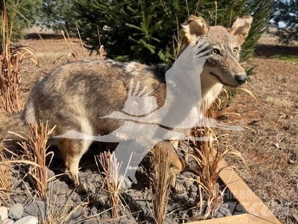 Coyote  Utilaje construcții - Altele