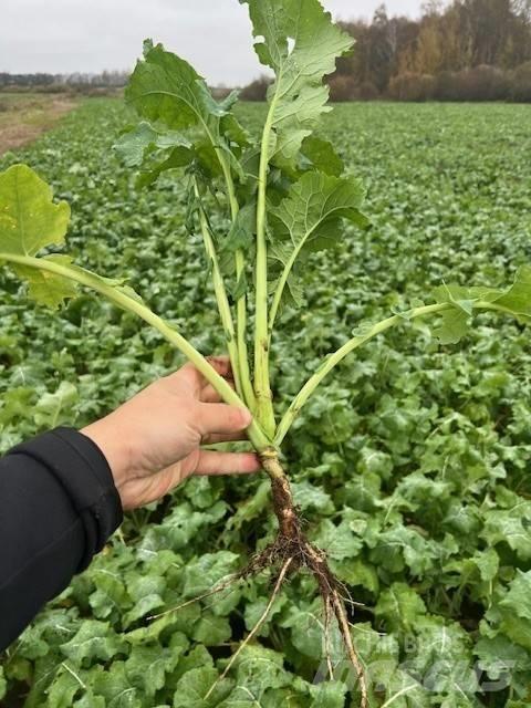 Väderstad Topdown500 Cultivatoare