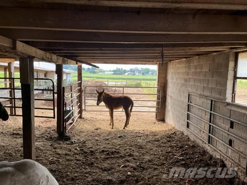  Mule Colt Utilaje si accesorii folosite la cresterea animalelor