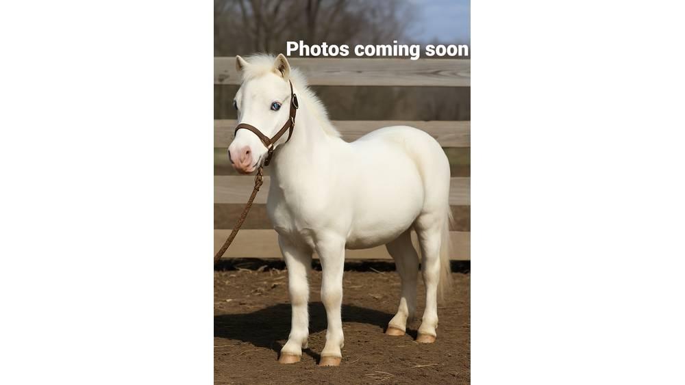  Pony 40" Echipamente de muls