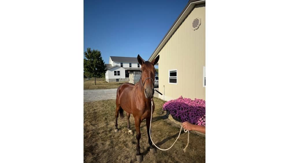  Horse Standardbred Utilaje si accesorii folosite la cresterea animalelor