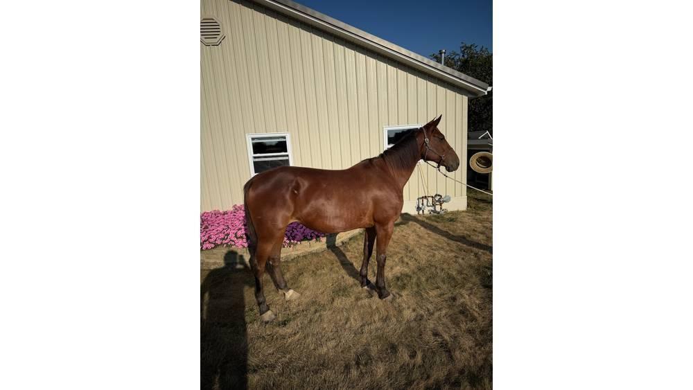  Horse Standardbred Utilaje si accesorii folosite la cresterea animalelor