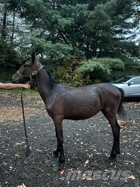  Horse Standardbred Utilaje si accesorii folosite la cresterea animalelor