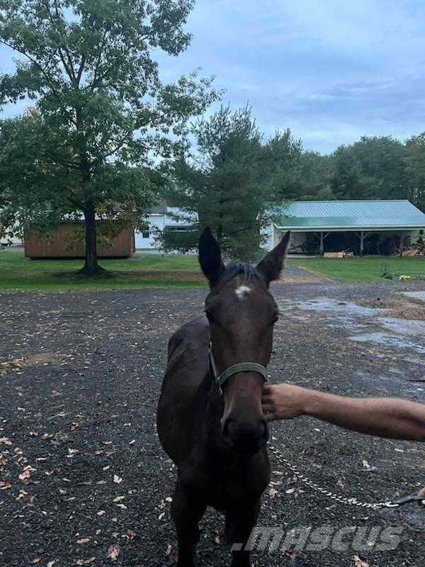  Horse Standardbred Utilaje si accesorii folosite la cresterea animalelor