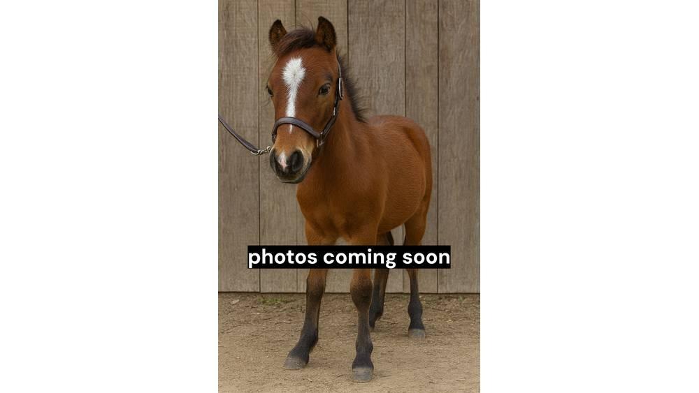  Pony Stallion 35in Echipamente de muls