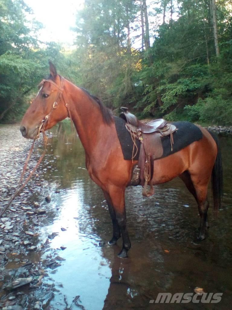 Morgan Mare Utilaje si accesorii folosite la cresterea animalelor