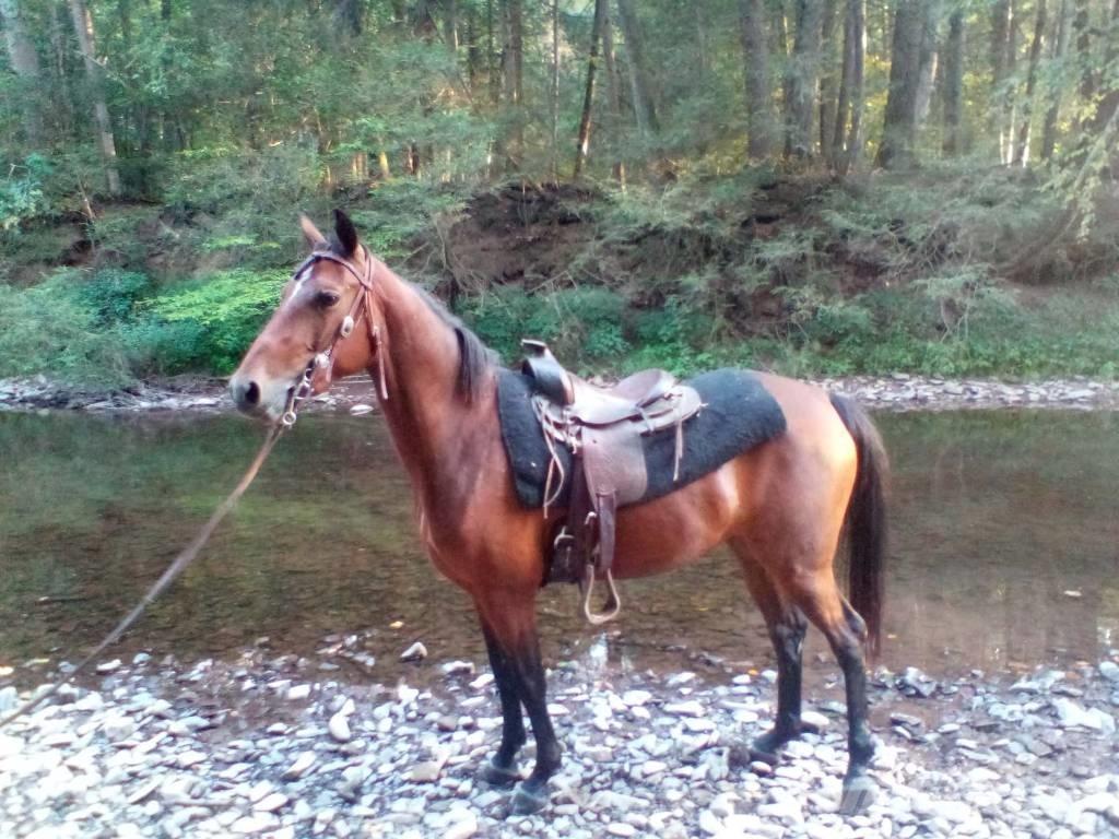 Morgan Mare Utilaje si accesorii folosite la cresterea animalelor