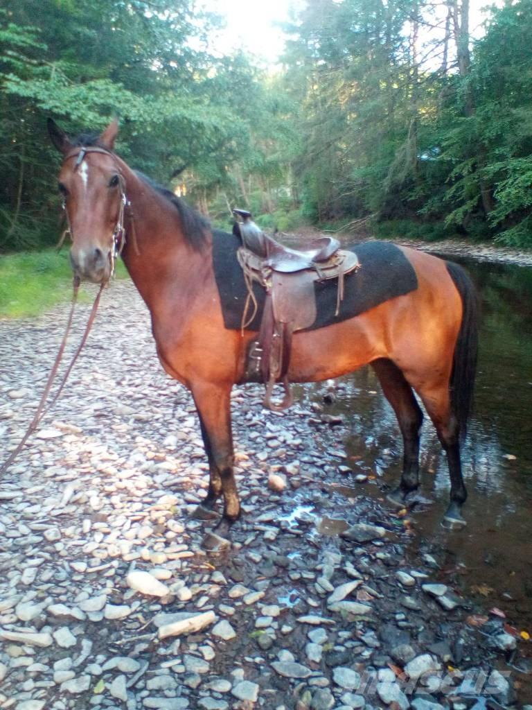 Morgan Mare Utilaje si accesorii folosite la cresterea animalelor