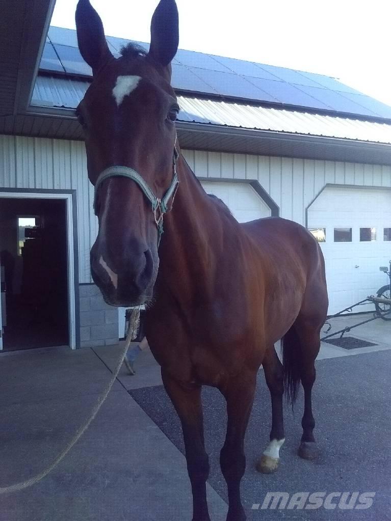  Standardbred Gelding Echipamente de muls