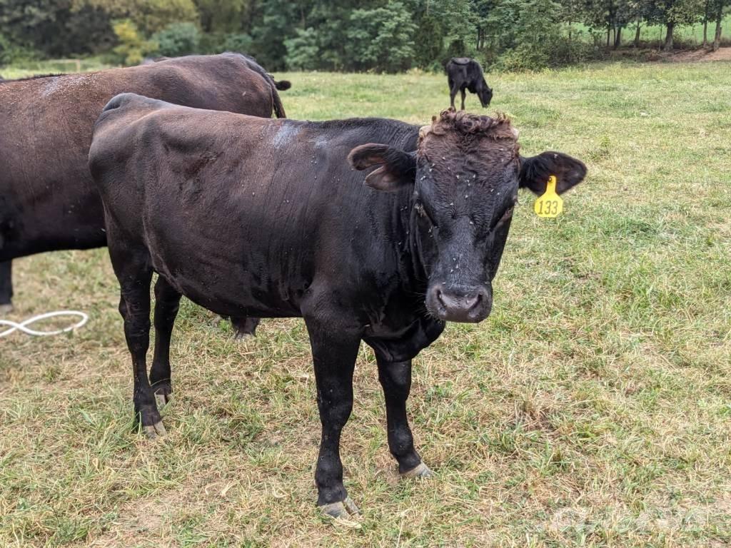 Bull (Organic Farm) Echipamente de muls