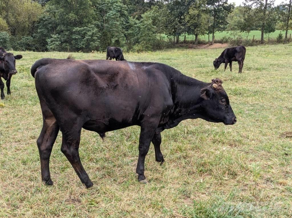 Bull (Organic Farm) Echipamente de muls