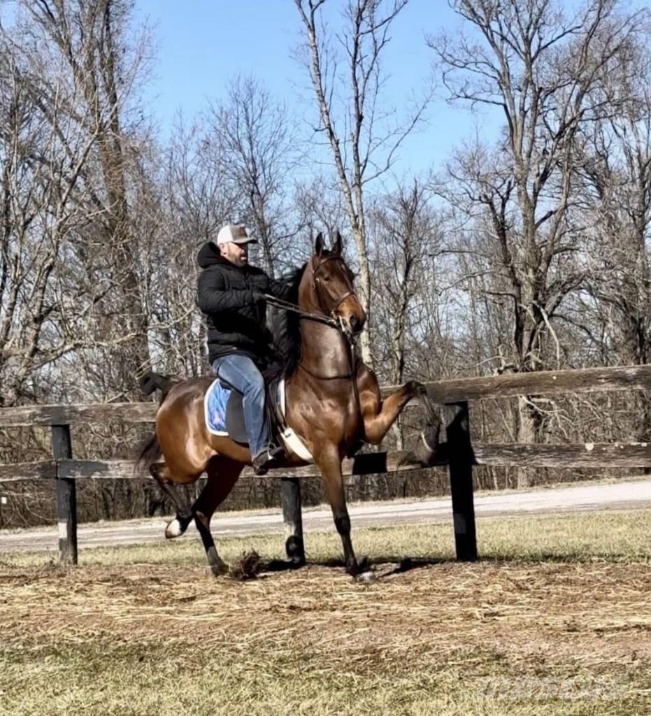  Horse Saddlebred Utilaje si accesorii folosite la cresterea animalelor