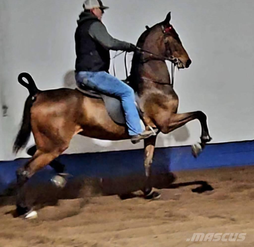  Horse Saddlebred Utilaje si accesorii folosite la cresterea animalelor