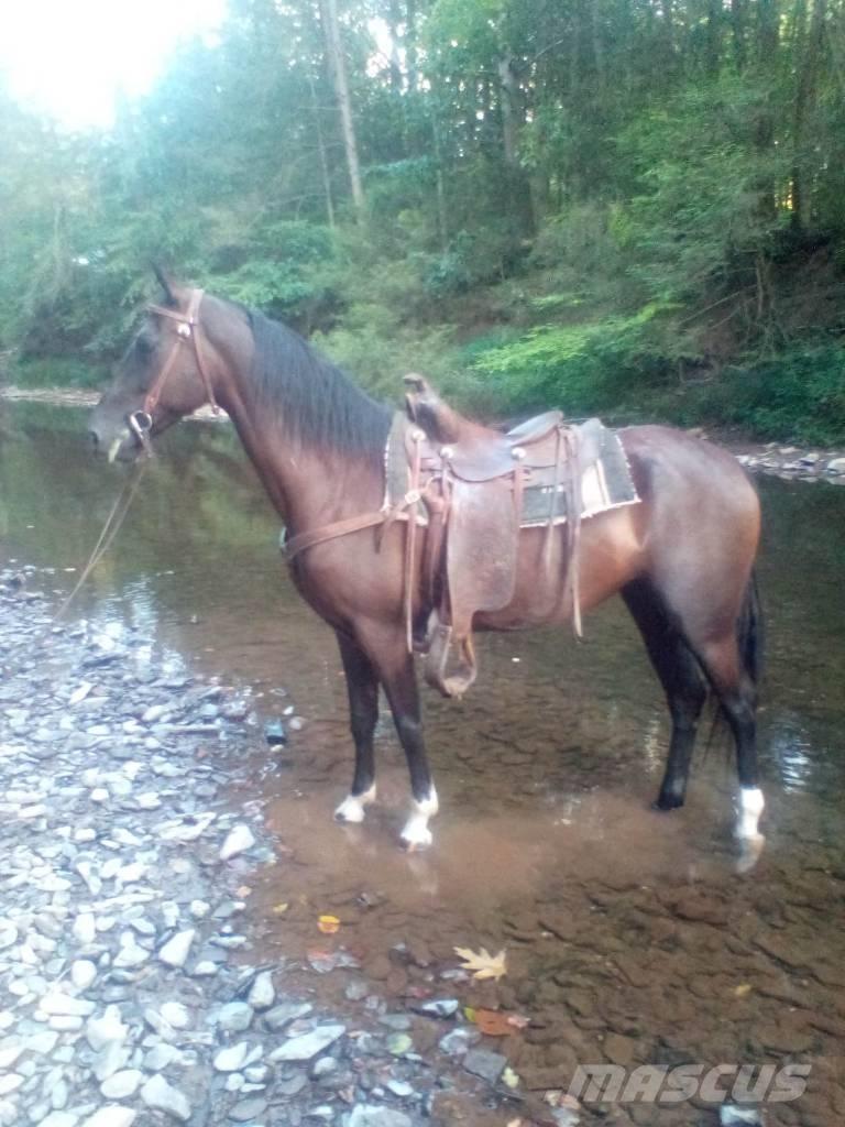  Horse Standaredbred Utilaje si accesorii folosite la cresterea animalelor