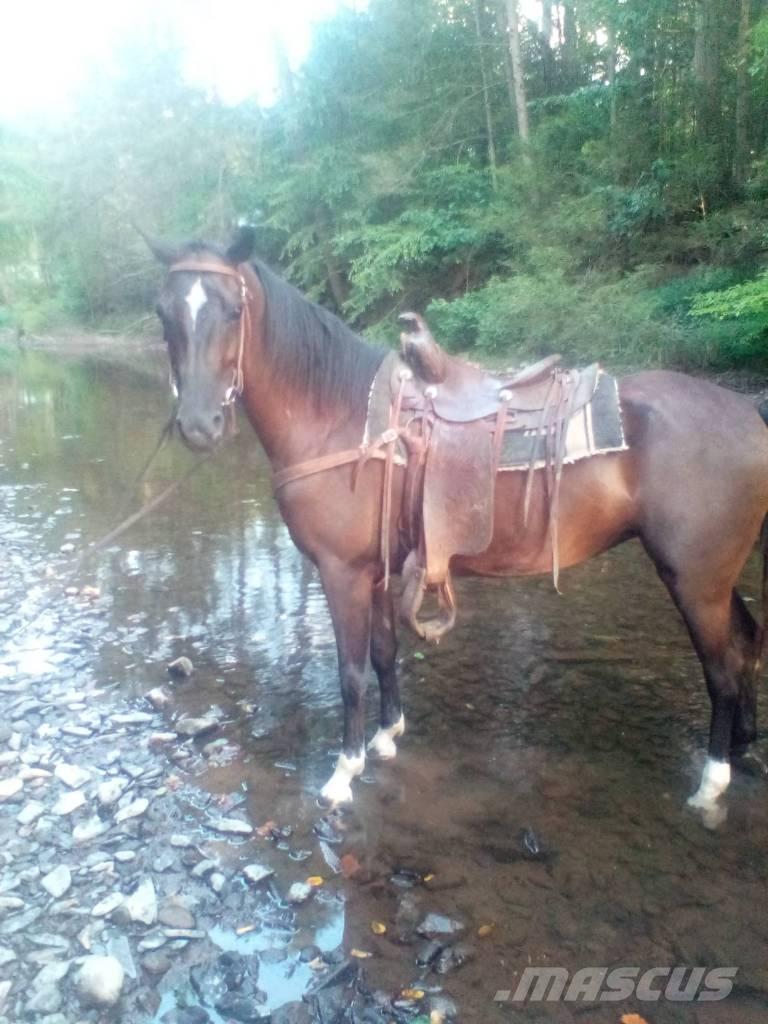  Horse Standaredbred Utilaje si accesorii folosite la cresterea animalelor