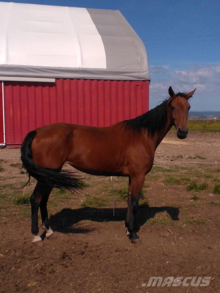  Horse Family Utilaje si accesorii folosite la cresterea animalelor