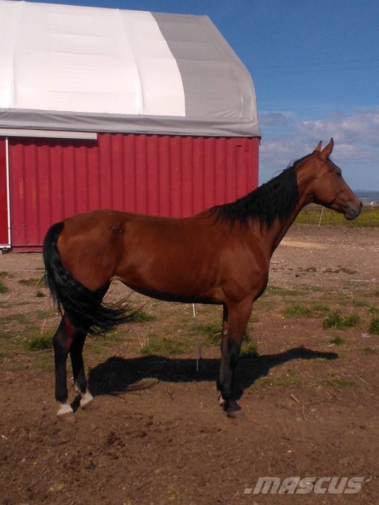  Horse Family Utilaje si accesorii folosite la cresterea animalelor