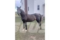  Horse Mare Utilaje si accesorii folosite la cresterea animalelor