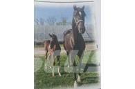  Horse Mare Utilaje si accesorii folosite la cresterea animalelor