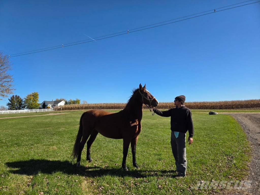  Horse Mare Utilaje si accesorii folosite la cresterea animalelor