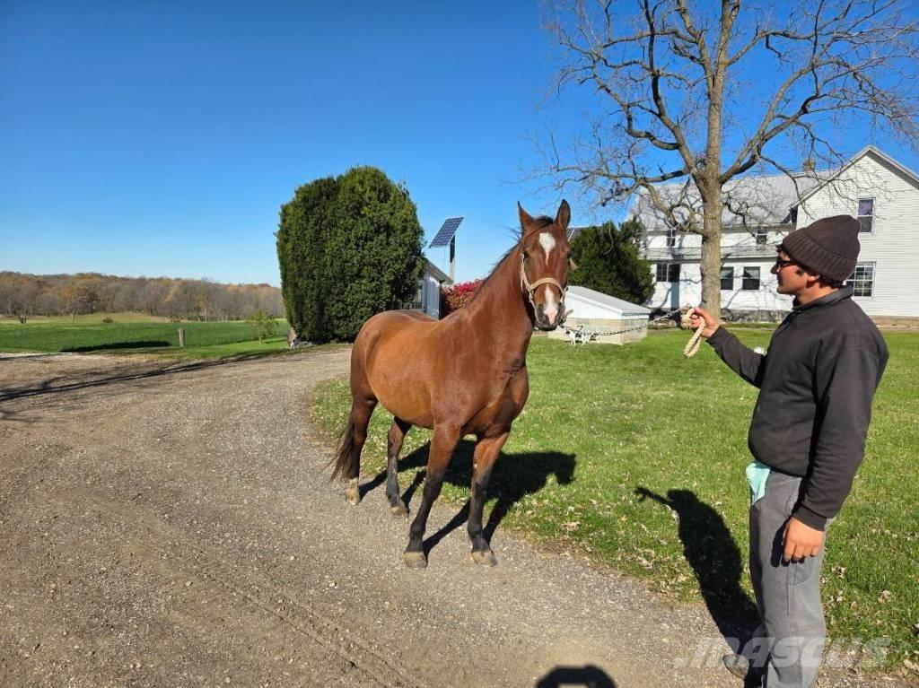  Horse Mare Utilaje si accesorii folosite la cresterea animalelor
