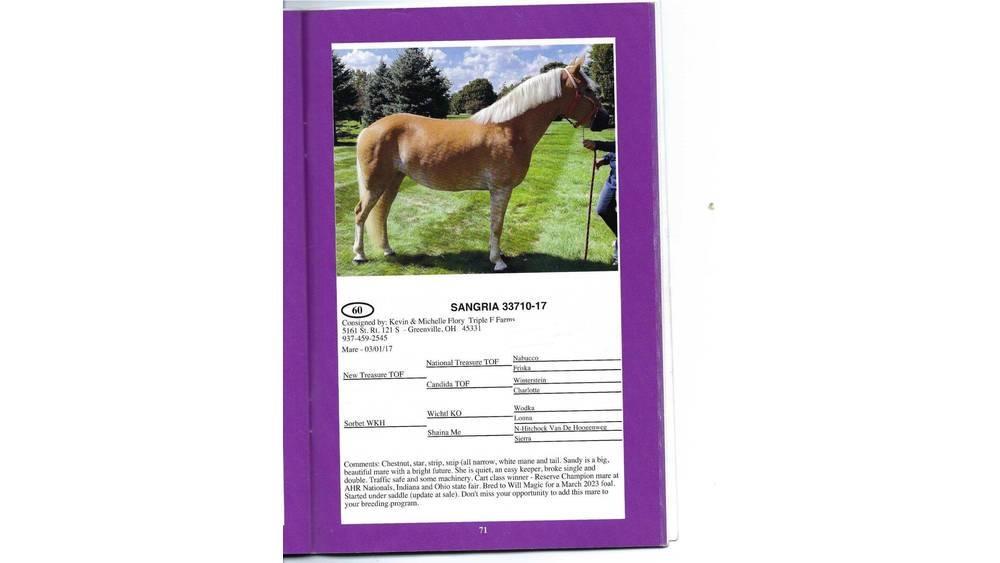  8 YO Chestnut Mare Utilaje si accesorii folosite la cresterea animalelor