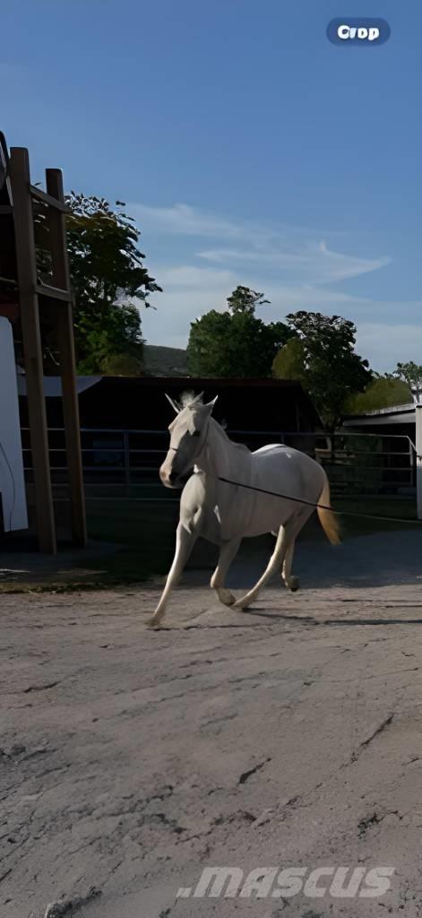  Horse Mare Utilaje si accesorii folosite la cresterea animalelor