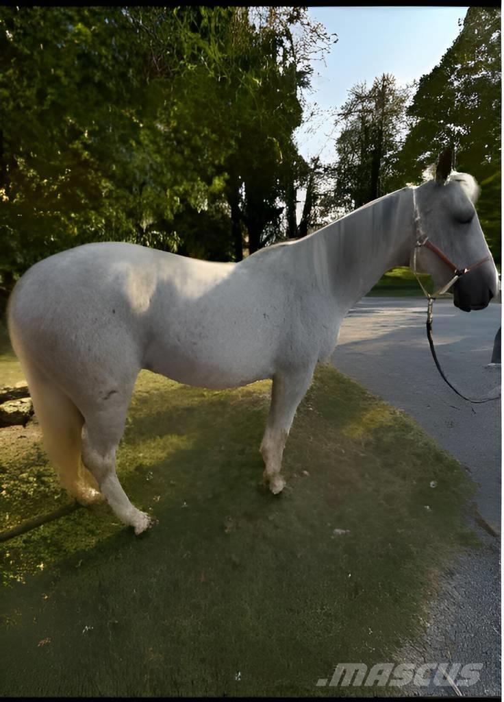  Horse Mare Utilaje si accesorii folosite la cresterea animalelor