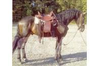  Horse Gelding Utilaje si accesorii folosite la cresterea animalelor
