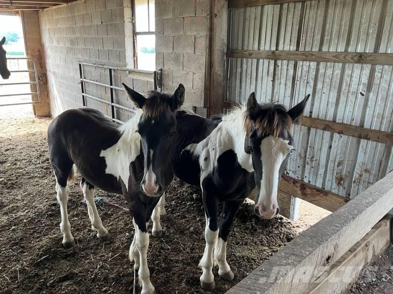  Horse Male Utilaje si accesorii folosite la cresterea animalelor
