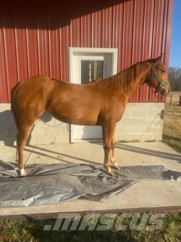  1-Year-Old Mare Utilaje construcții - Altele