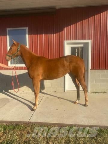  1-Year-Old Mare Utilaje construcții - Altele