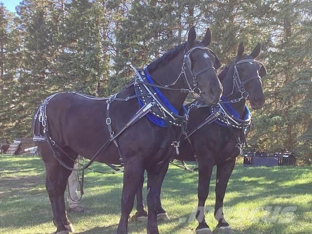  Percheron Team Utilaje construcții - Altele