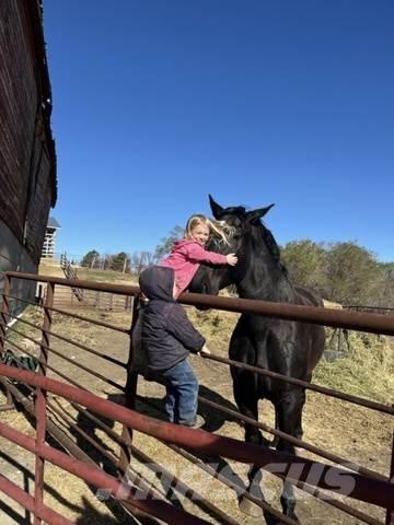  Percheron Team Utilaje construcții - Altele